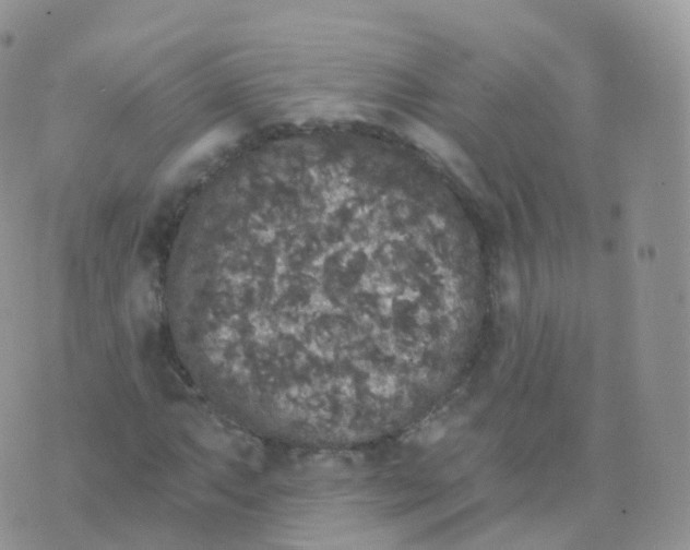 X0000070401063200606302005