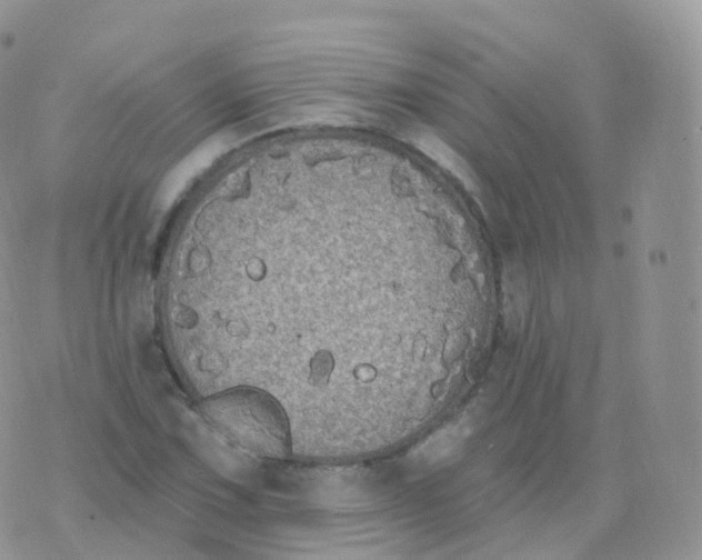 X0000070401067200606302005