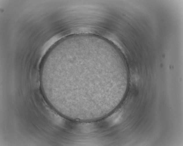 X0000070401075200606302005