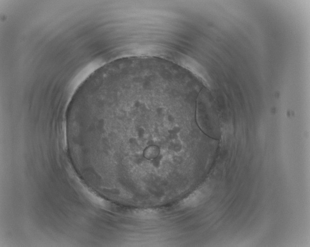 X0000070401079200606302005