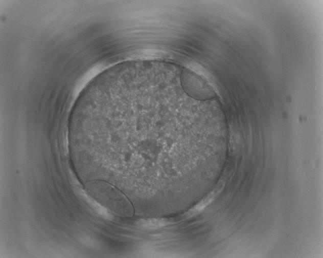 X0000070401083200606302005