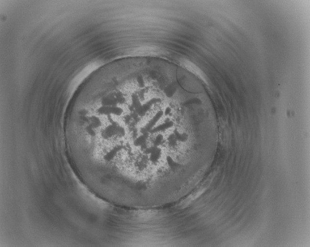 X0000070401087200606302005