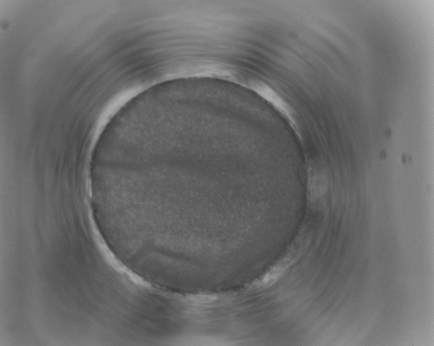 X0000070401088200606302005