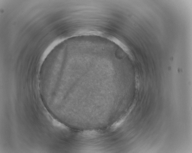 X0000070401094200606302005