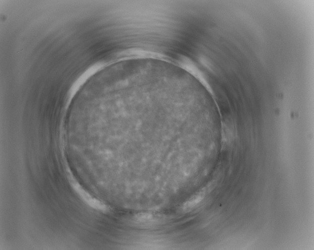 X0000070401098200606302005