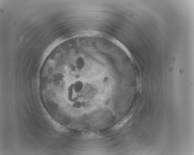 X0000070401099200606302005