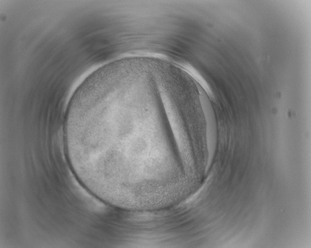 X0000070401100200606302005