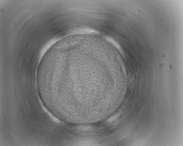 X0000070401103200606302005