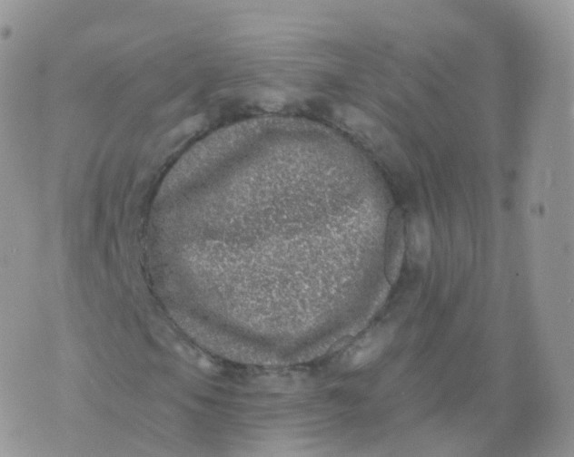 X0000070401105200606302004