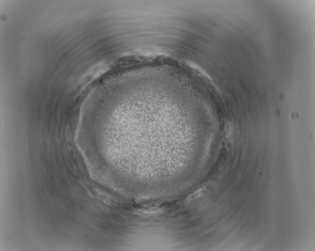 X0000070401110200606302004