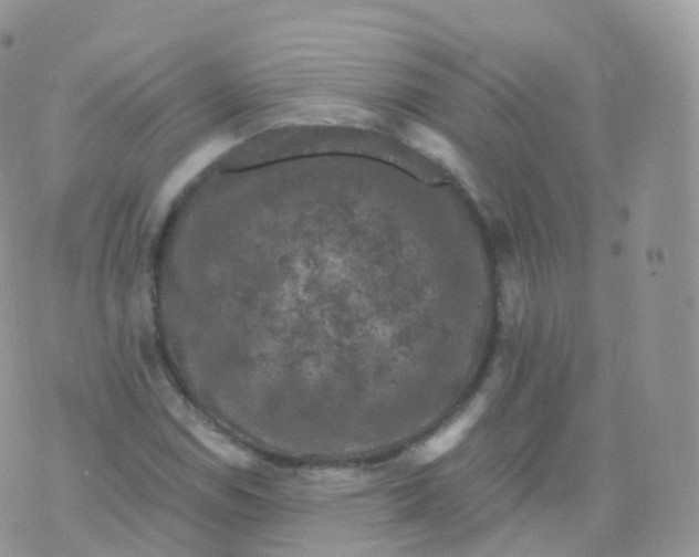 X0000070401114200606302004