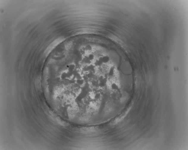 X0000070401121200606302004