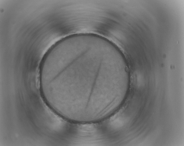 X0000070401126200606302004