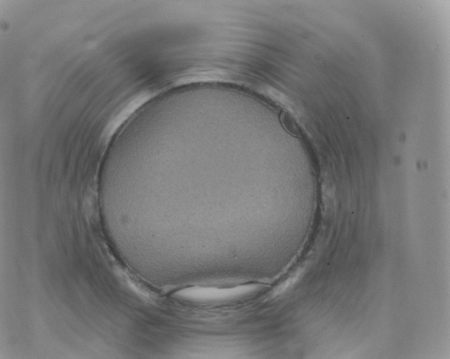 X0000070401129200606302004