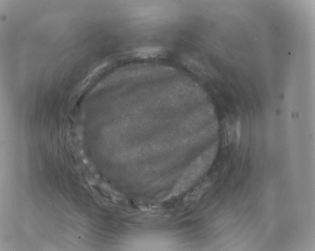 X0000070401158200606302004