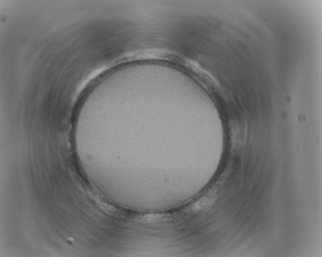 X0000070401166200606302004