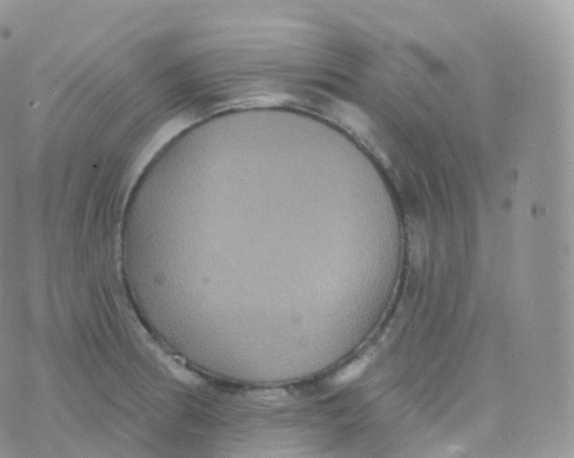 X0000070401186200606302003