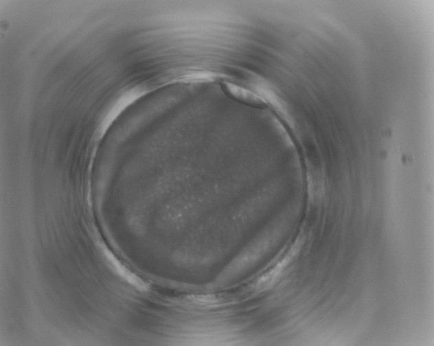 X0000070401194200606302003