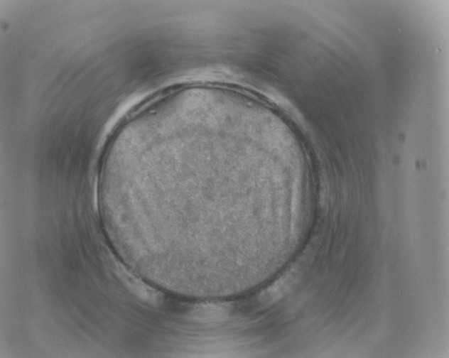 X0000070401224200606302003