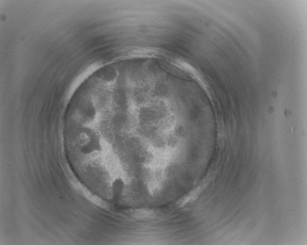 X0000070401235200606302003