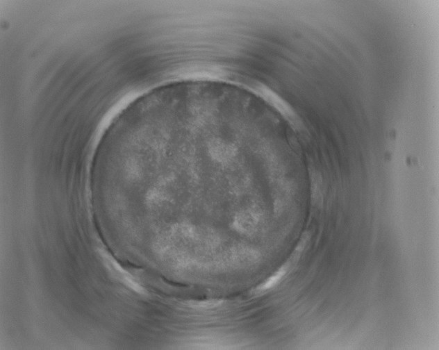 X0000070401240200606302003