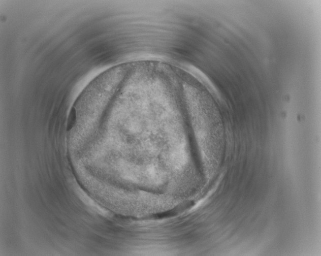 X0000070401244200606302003