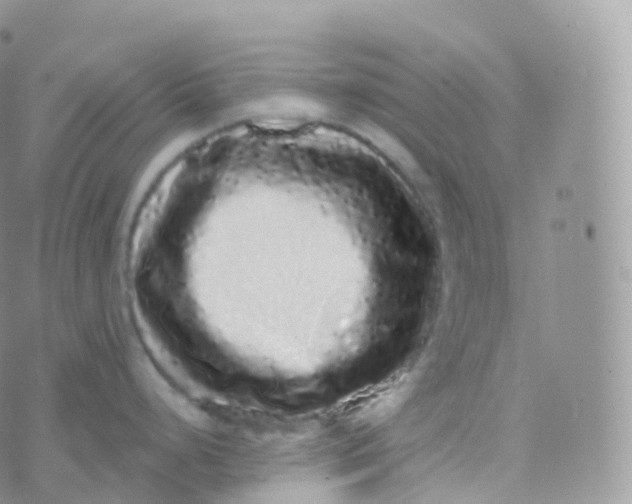 X0000070401248200606302003