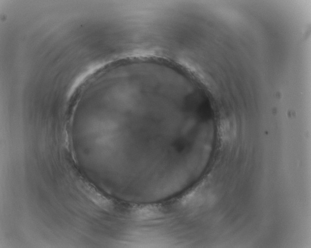 X0000070401262200606302002