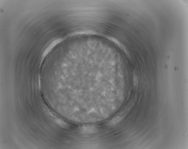 X0000070401274200606302002