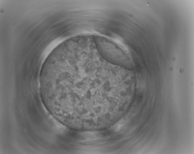 X0000070401287200606302002