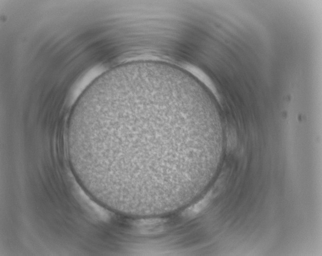 X0000070401290200606302002