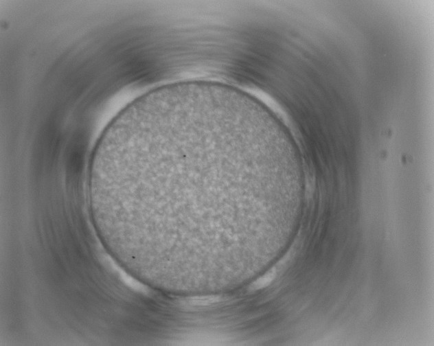 X0000070401294200606302002