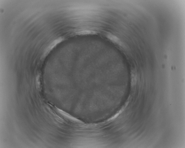 X0000070401305200606302001