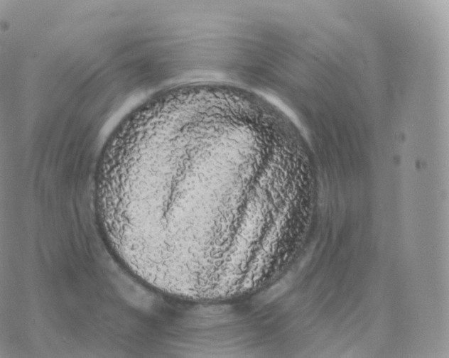 X0000070401325200606302001