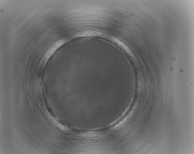 X0000070401329200606302001