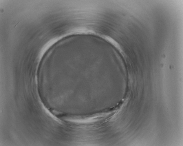 X0000070401335200606302001