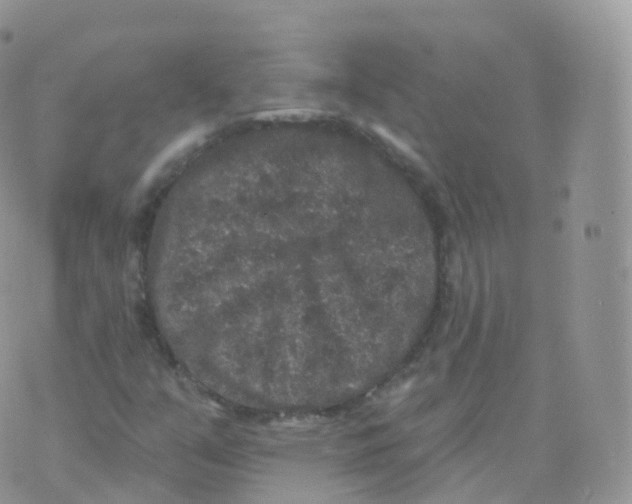 X0000070401351200606302001