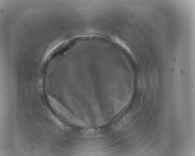 X0000070401352200606302001