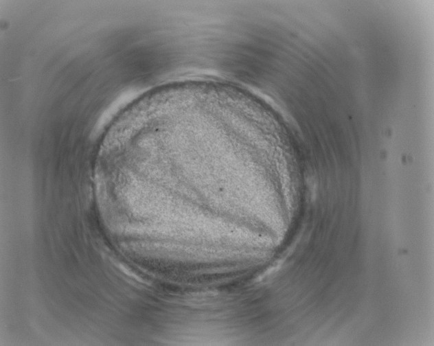 X0000070401363200606302001