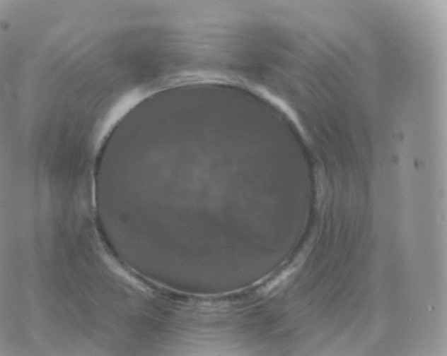 X0000070401365200606302001