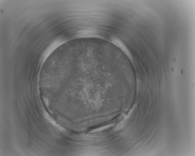 X0000070401386200606302000