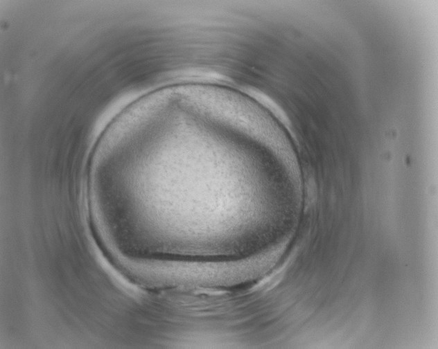 X0000070401391200606302000