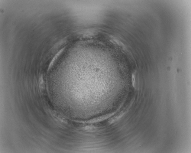 X0000070401395200606301959