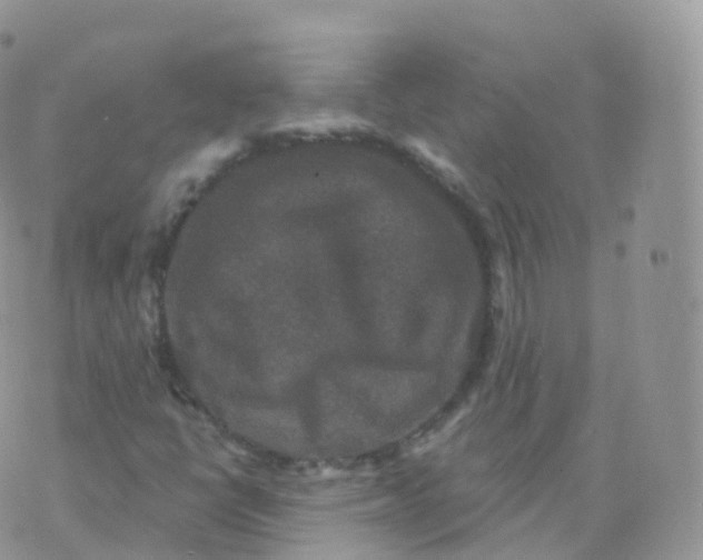 X0000070401398200606301959