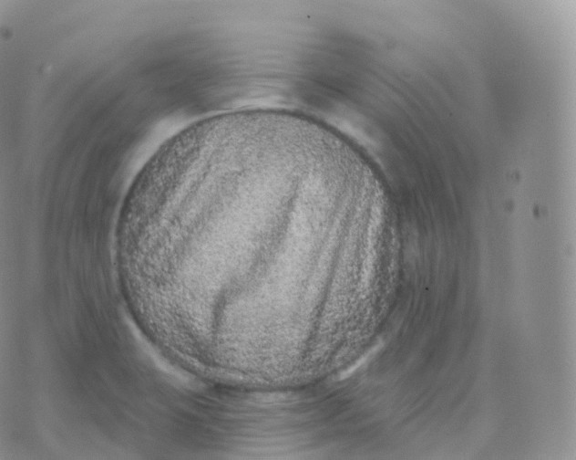 X0000070401423200606302000