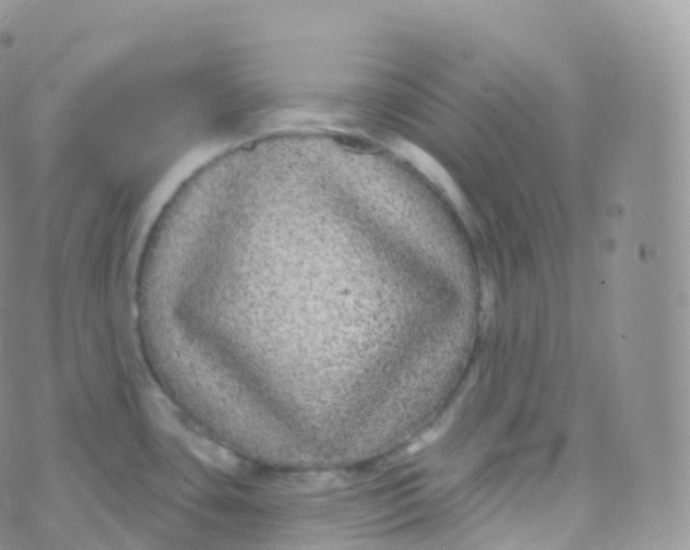 X0000070401435200606302000