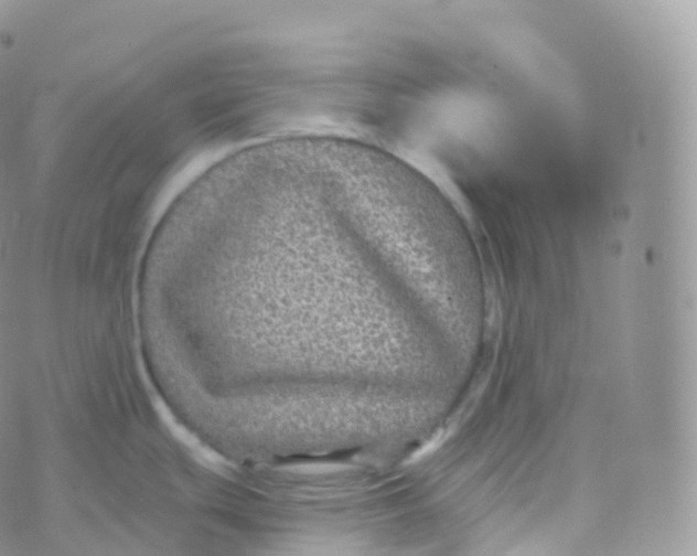 X0000070401439200606302000