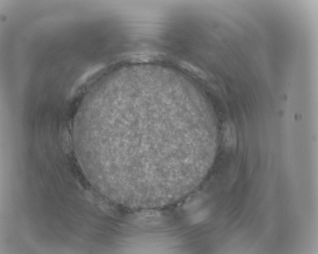 X0000070401446200606301959