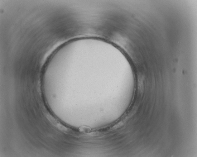 X0000070401460200606301959