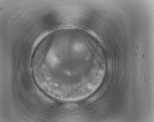 X0000070401466200606301959